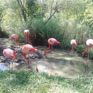 Meet your Posher, Lino